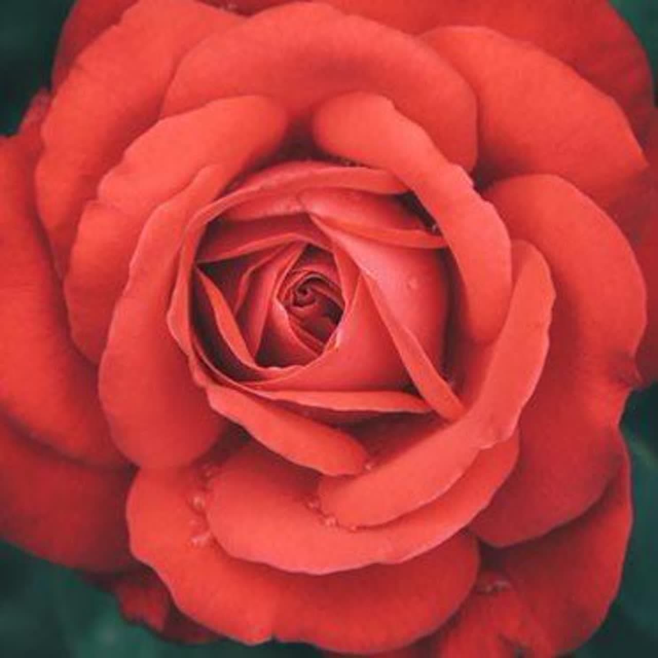 فاطمه بختیاری